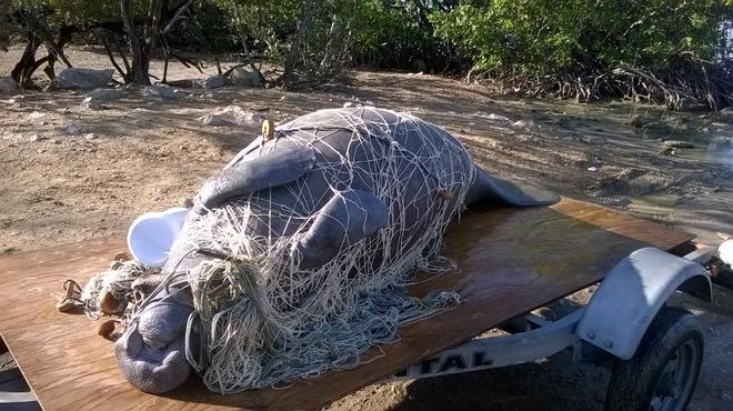 Dead Manatee recovered tangled in gill net © John Bell
